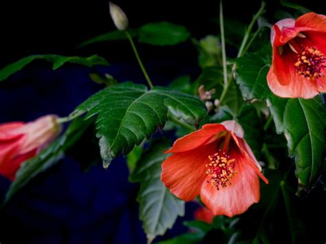 Flowering Maple Houseplant - How To Care For Abutilon Plant