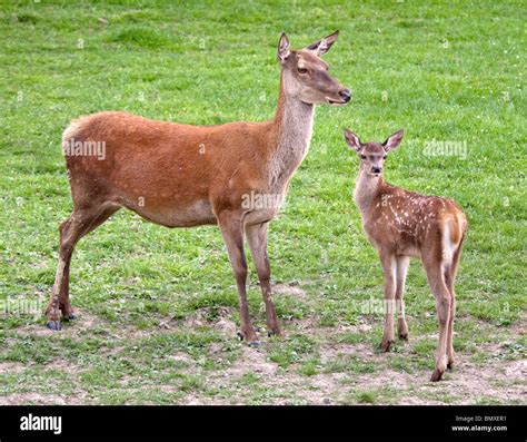 Red Deer Doe and Fawn (cervus elaphus Stock Photo - Alamy