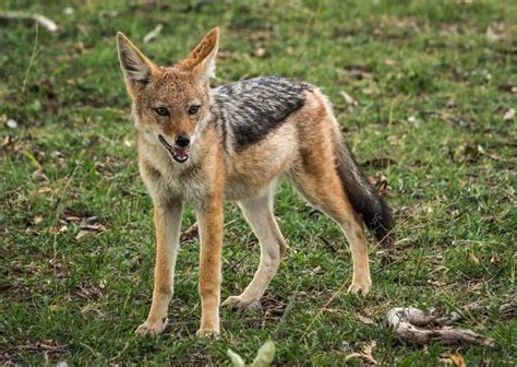 Jackal Behavior - AnimalBehaviorCorner