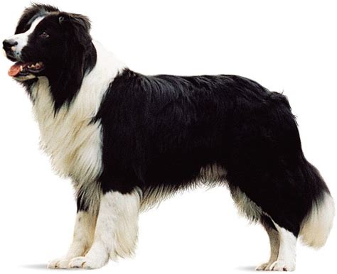 Border Collie | Breed, Care, Upkeep, Temperament, Herding, Sheepdog ...