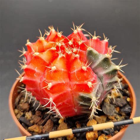 Gymnocalycium Variegado Cactus Raros Y Baratos