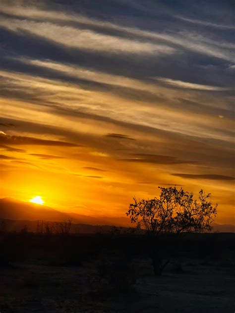 Flock of Birds Flying over Bare Tree Overlooking Sunset · Free Stock Photo