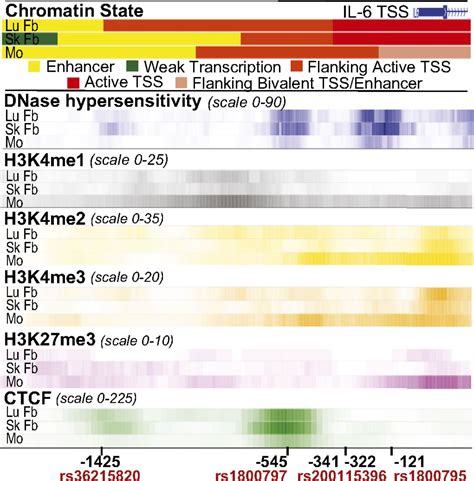 Genetic Polymorphism Directs Il 6 Expression In Fibroblasts But Not Selected Other Cell Types Pnas