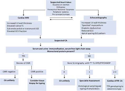 Schematic Diagram Representing The Diagnostic Pathway For Cardiac