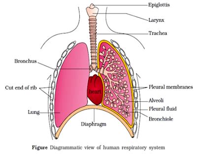 Breathing System | Form 3 Biology Notes - Ombiology4u | Ombiology4u ...