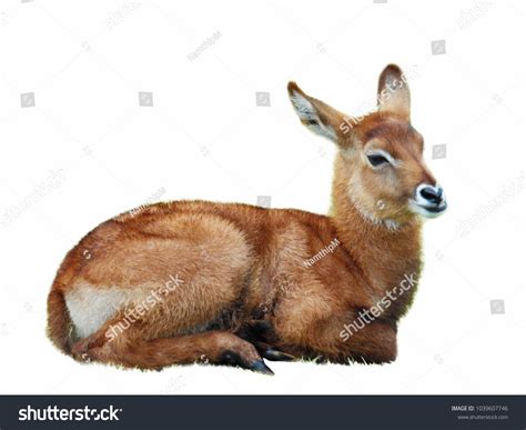 223 Baby Deer Laying Down Images, Stock Photos & Vectors | Shutterstock