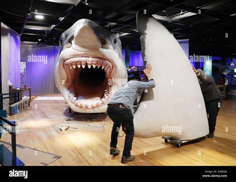 Megalodon museum hi-res stock photography and images - Alamy