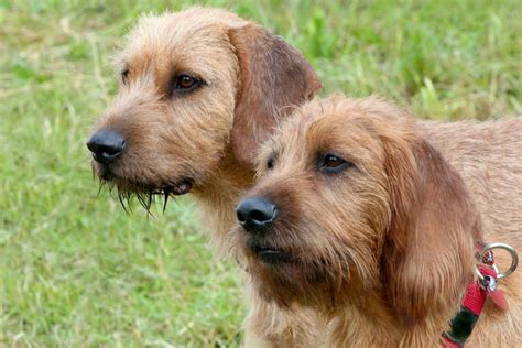 Cómo es el carácter de un Sabueso Estirio de Pelo Duro Blog de ADOPTA