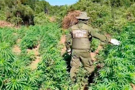 Decomisan Más De 7800 Plantas De Cannabis Tras Operativo En Yungay La Discusión