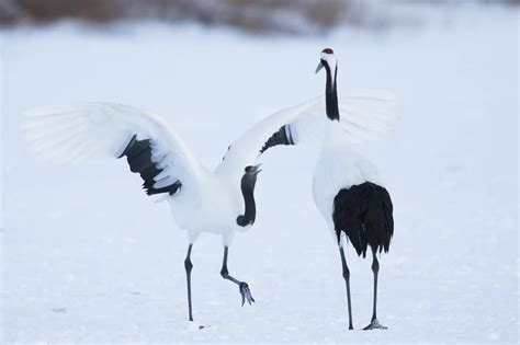 Red-crowned Crane Dancing | Focusing on Wildlife