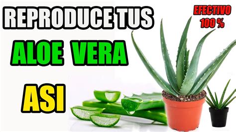 Como Reproducir Y Trasplantar Aloe Vera De Manera Exitosa Guia Paso A