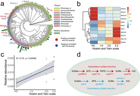 Metagenome Assembled Genomes MAGs Analysis A The Maximum Likelihood