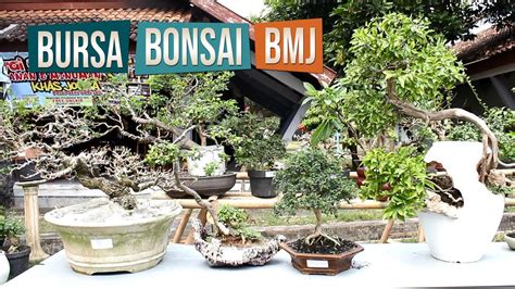 Bursa Bonsai Komunitas Bonsai Mania Jogja BMJ Di Pasar Tani Bantul