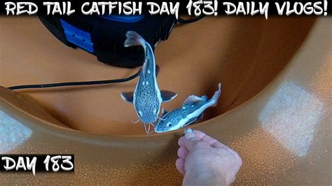 Day Daily Red Tail Catfish Vlog Watch Them Grow Youtube