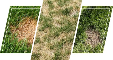 8 Common Lawn Problems And How To Fix Them Ecogardener