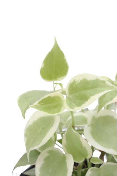 Peperomia Orba Variegata Planthiza