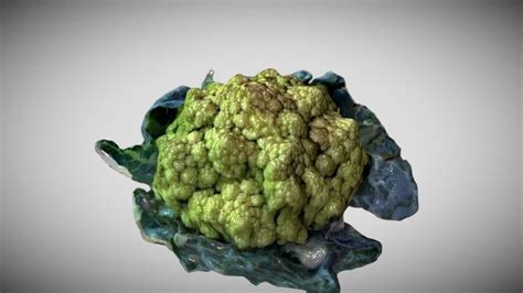 Broccoli 3d Models Sketchfab