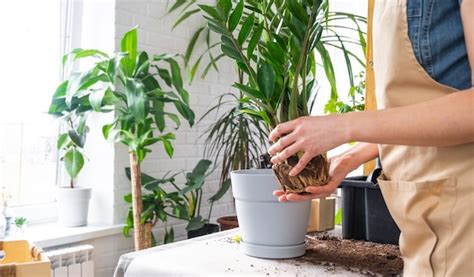 Trasplante De Plantas Caseras Cubiertas De Vegetaci N Suculenta