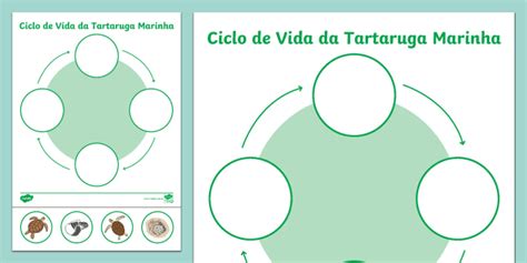 O Ciclo De Vida Da Tartaruga Marinha Teacher Made Twinkl