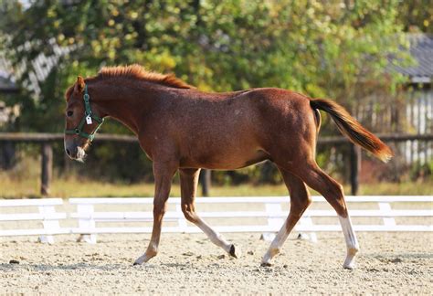 All About The Chestnut Horse