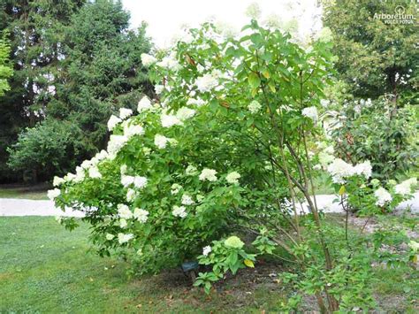 HYDRANGEA PANICULATA LIMELIGHT Latasta Hortenzija Limelight