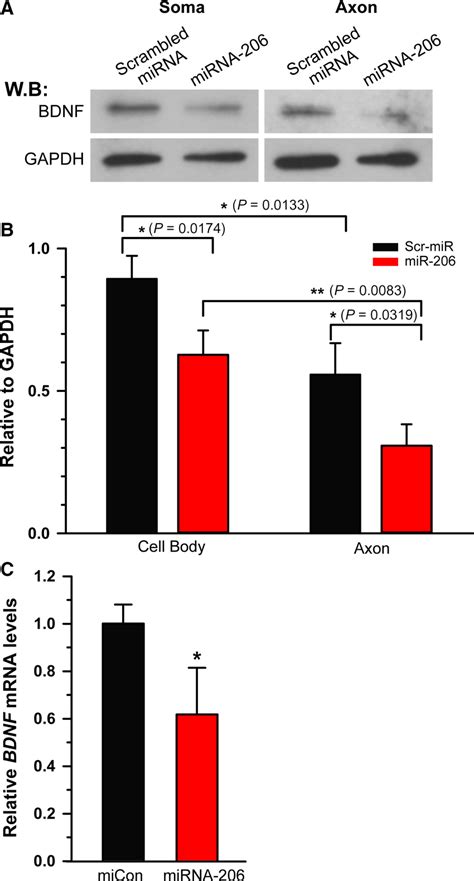 MiRNA206 Decreases BDNF Protein In Sensory Neurons A Western Blot