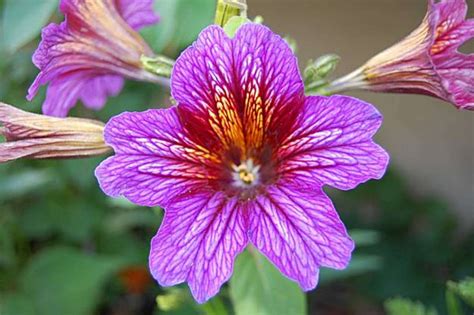 200 Velvet Trumpet Flower Seeds - Etsy