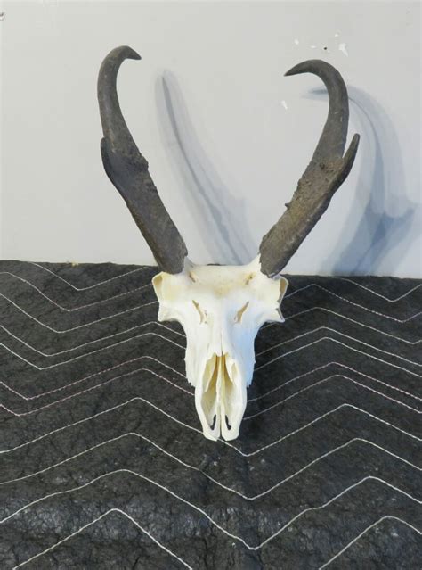 Pronghorn Antelope European Skull For Sale A 134e Mounts For Sale