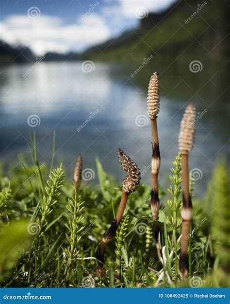 Last Years Horsetail on Chilkoot Lake Stock Image - Image of