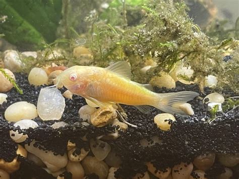 Clean Cory Tank🥰 Love These Albino Babies They Are Very Goofy Rcorydoras