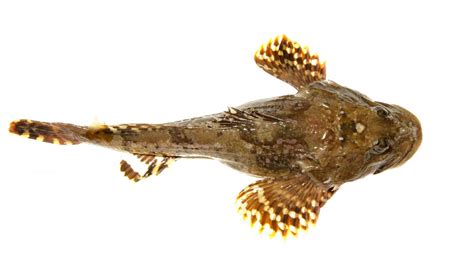 Myoxocephalus Scorpius Shorthorn Sculpin