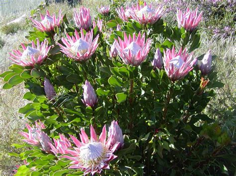 Protea cynaroides - King Protea | World of Flowering Plants