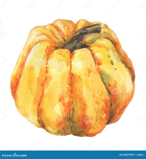 Calabaza Acuarela Aislada En Blanco Pintura Hecha A Mano De Calabaza