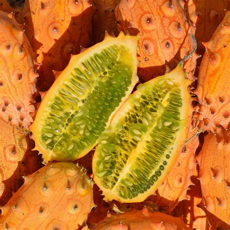 Cucumber Kiwano Organic Seeds Sementes Vivas