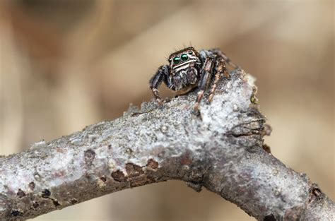 Brazilian Wandering Spider · Free Stock Photo