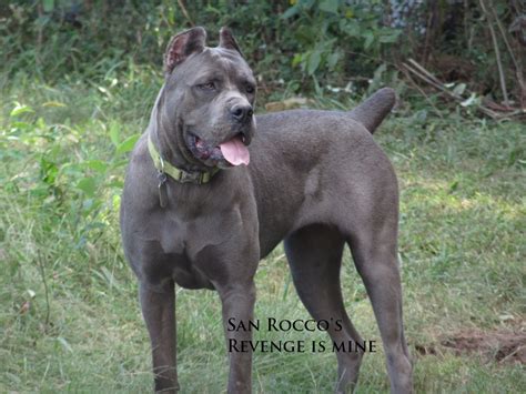 Our Cane Corsos San Rocco Cane Corso Puppies For Sale