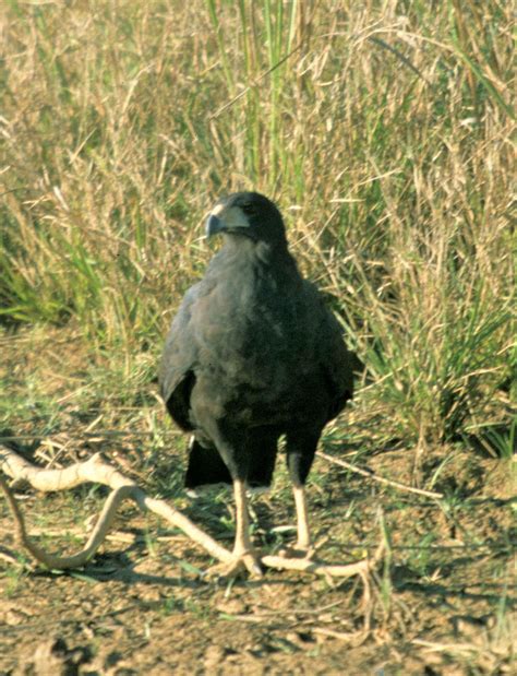 Great Black Hawk Buteogallus Urubitinga Coke Smith Wildlife