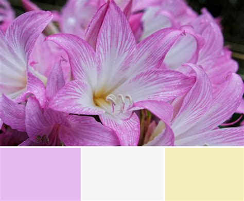 Pink Lily Pastel Color Palettes