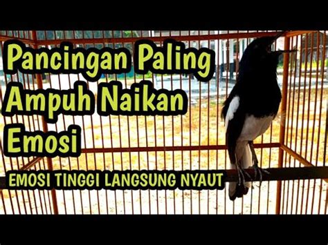 Kacer Gacor Buka Ekor Ngeplay Bikin Konslet Pancingan Paling Ampuh