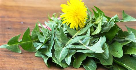 13 Remarkable Dandelion Leaf Health Benefits