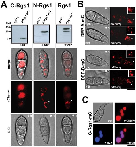 Subcellular Localization And Immuno Blot Confirmation Of Protein