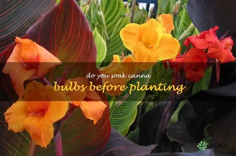 How To Prepare Cannas For Planting The Benefits Of Soaking Bulbs