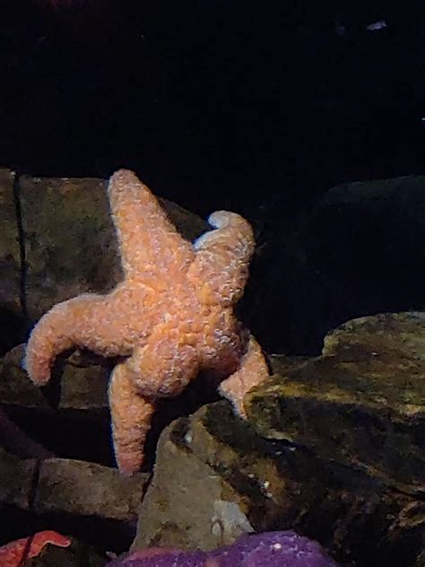 Dummy Thicc Starfish Know Your Meme