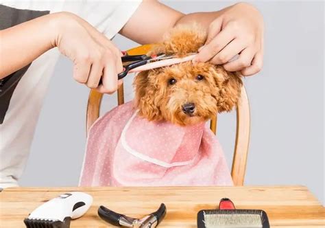 Dog Grooming Tips For Professional Grooming | DogListen.com