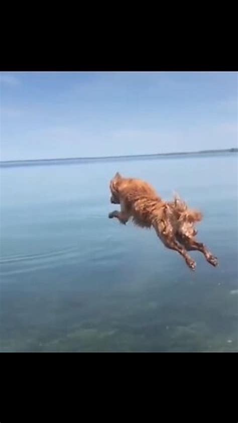 Fans wonder if an explosive sequel follows Animal 2023 1