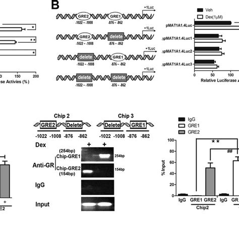 Functional Characterization Of The Gre In The Mat A Promoter Hepg