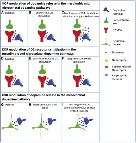 The Role Of Dynorphin And The Kappa Opioid Receptor In The