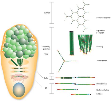 New Developments In Goblet Cell Mucus Secretion And Function Semantic