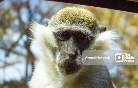 Monkey In Africa Safari Park Alexandria Egypt • The Middle Frame