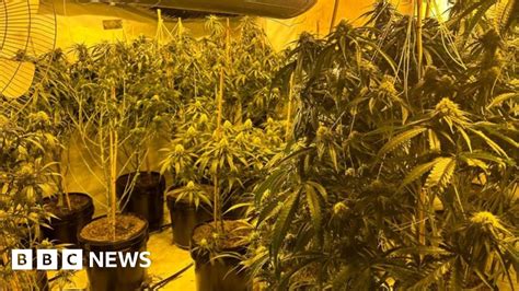 Police Seize £2m In Dewsbury Cannabis Farms Raids